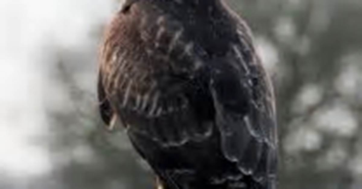 Why Do Buzzards Circle?