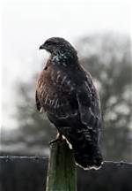 Why Do Buzzards Circle?