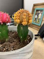 Why Do Cactuses Turn Yellow?