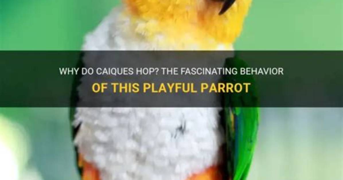 Why Do Caiques Jump?