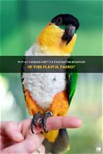 Why Do Caiques Jump?