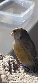 Why Do Canaries Puff up?