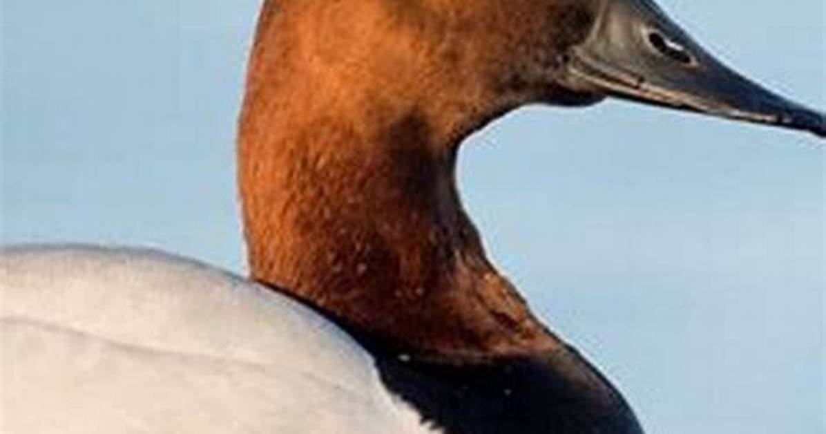 Why Do Canvasback Migrate?