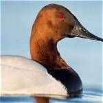 Why Do Canvasback Migrate?