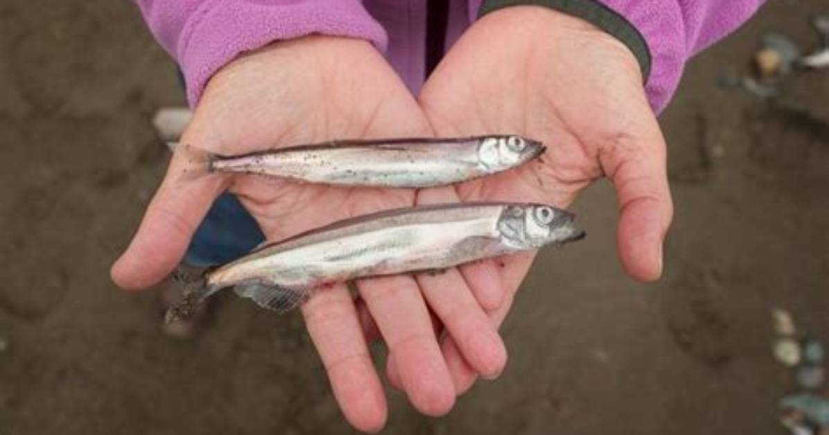 Why Do Capelin Roll?