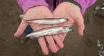 Why Do Capelin Roll?