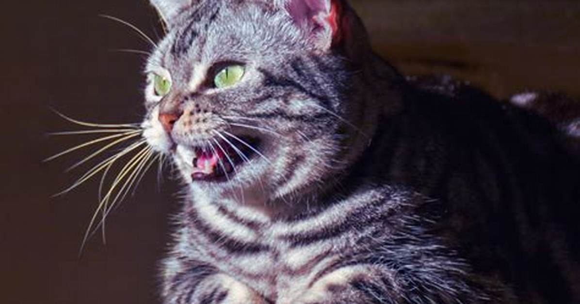 Why Do Cats Eek?