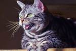 Why Do Cats Eek?