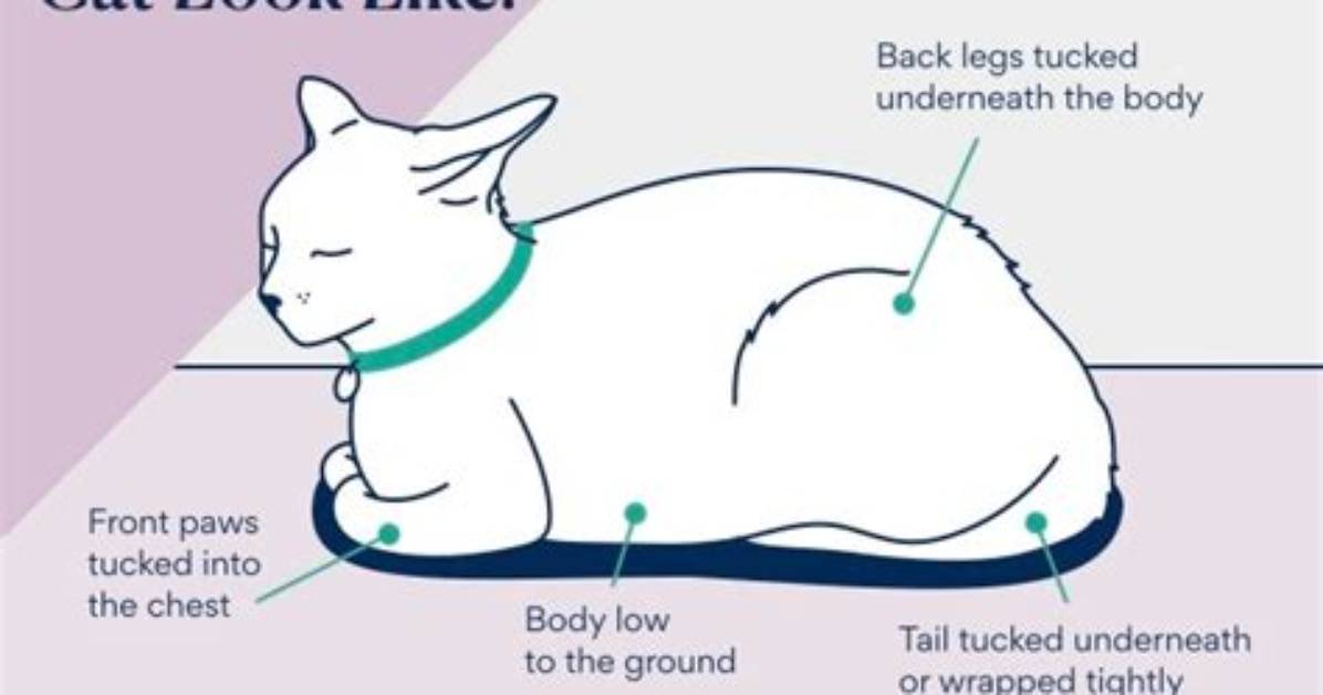 Why Do Cats Loaf