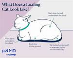 Why Do Cats Loaf