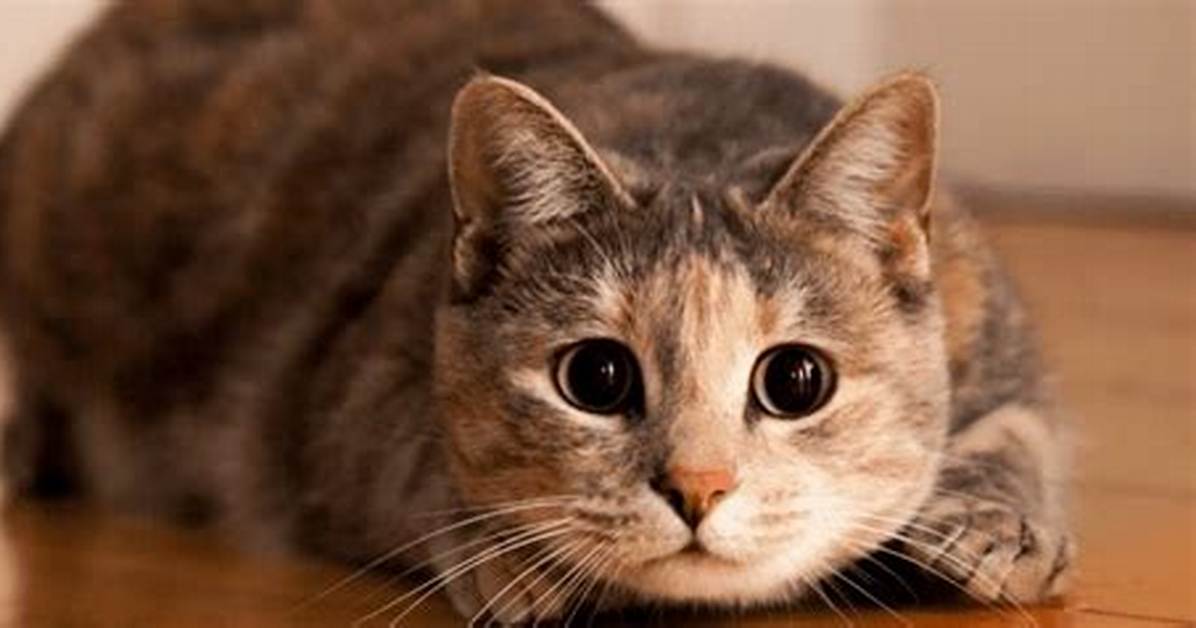 Why Do Cats Pounce?