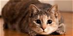 Why Do Cats Pounce?