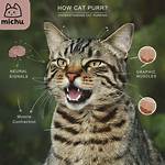 Why Do Cats Roughhouse?
