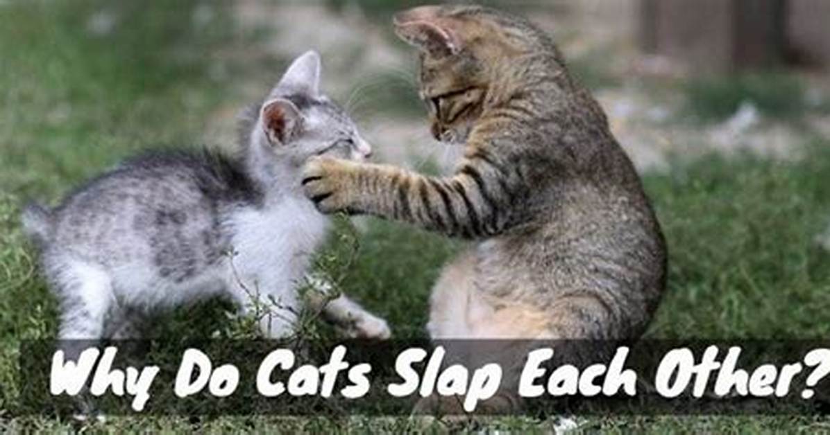 Why Do Cats Slap