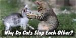 Why Do Cats Slap