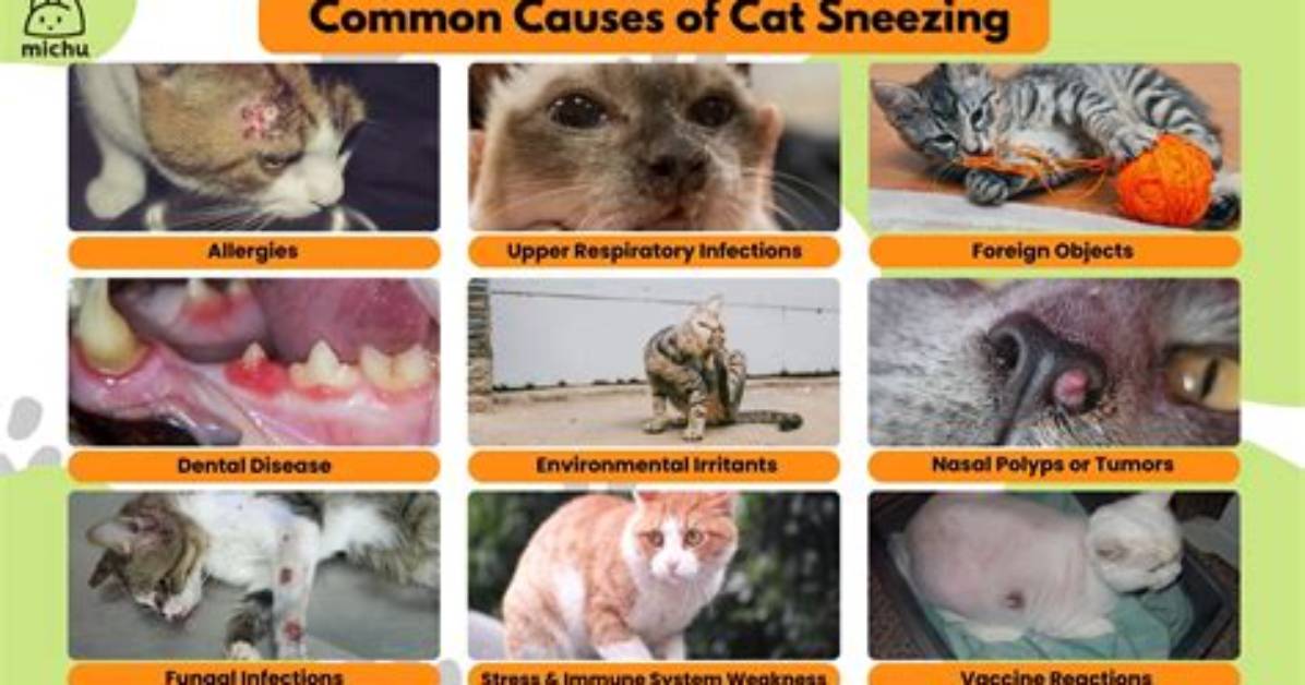 Why Do Cats Sneeze?