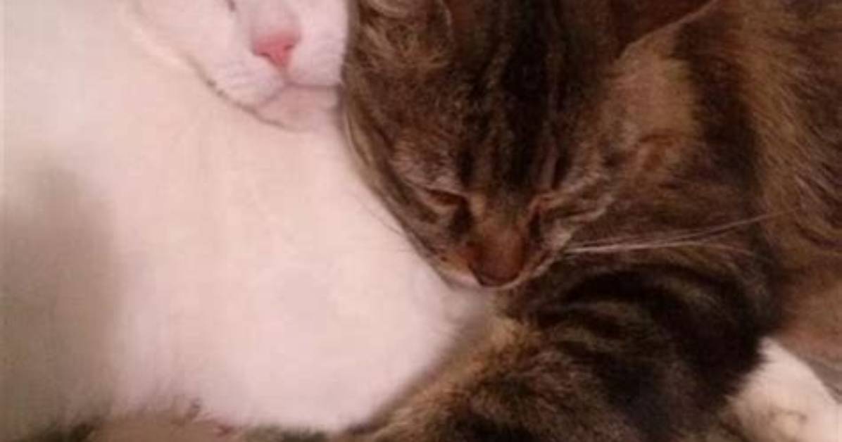 Why Do Cats Snuggle?