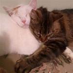 Why Do Cats Snuggle?