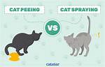 Why Do Cats Spew?