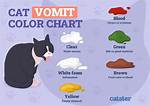 Why Do Cats Throw up?