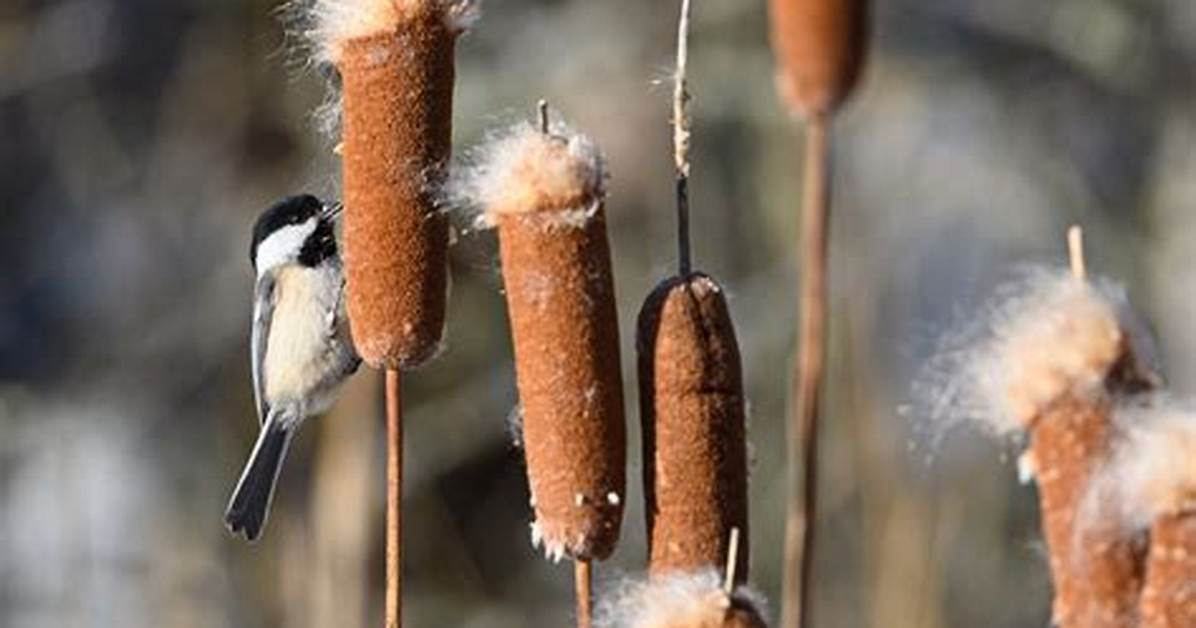 Why Do Cattails Explode?