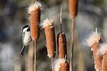 Why Do Cattails Explode?