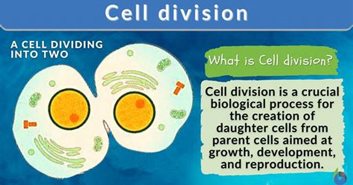 Why Do Cell Divides?
