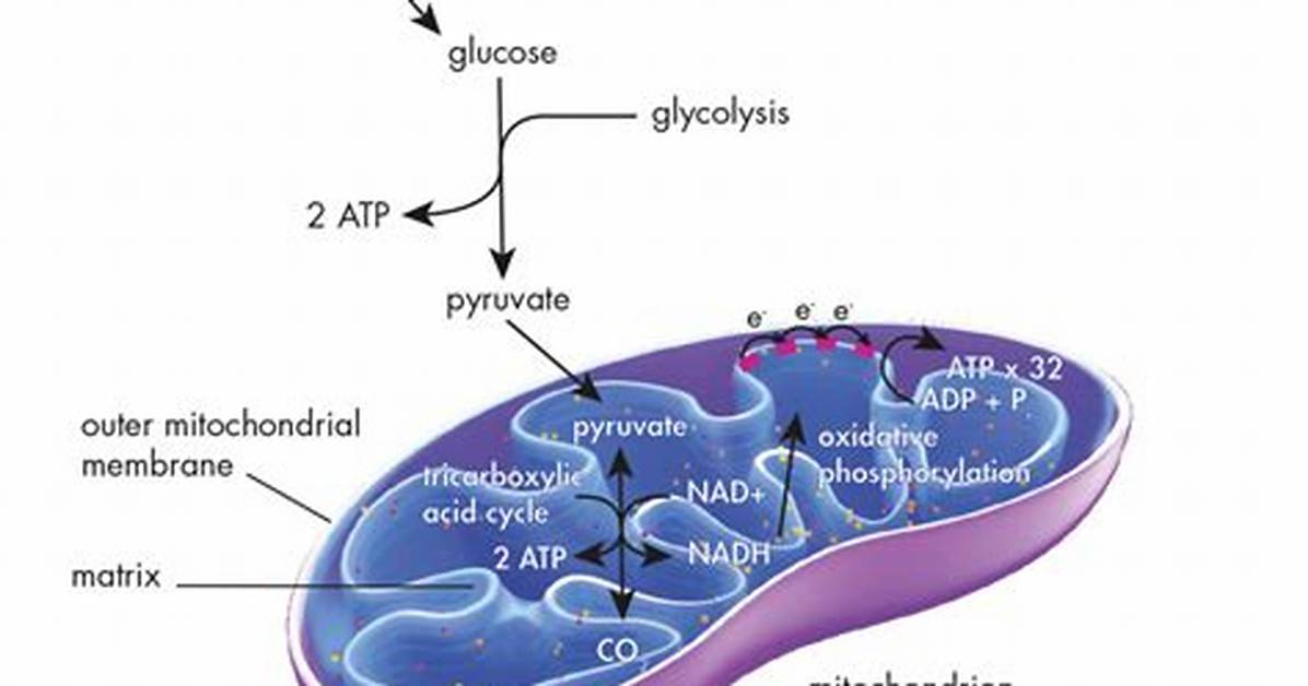 Why Do Cells Breakdown Sugars?