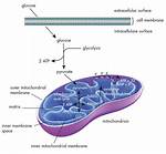 Why Do Cells Breakdown Sugars?