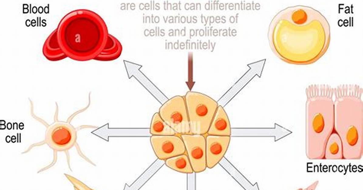 Why Do Cells Differentiate?
