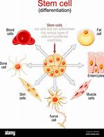 Why Do Cells Differentiate?