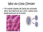 Why Do Cells Divide?