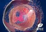 Why Do Cells Self Destruct?