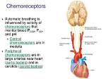 Why Do Chemoreceptors Regulate Breathing?
