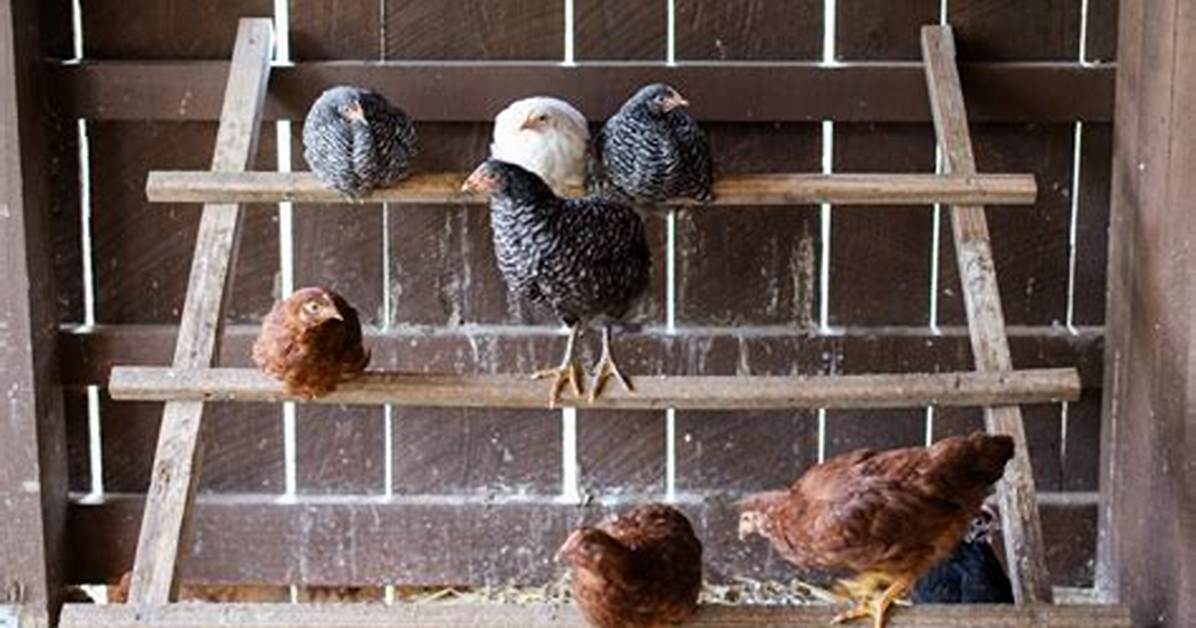 Why Do Chickens Roost