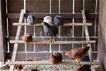 Why Do Chickens Roost