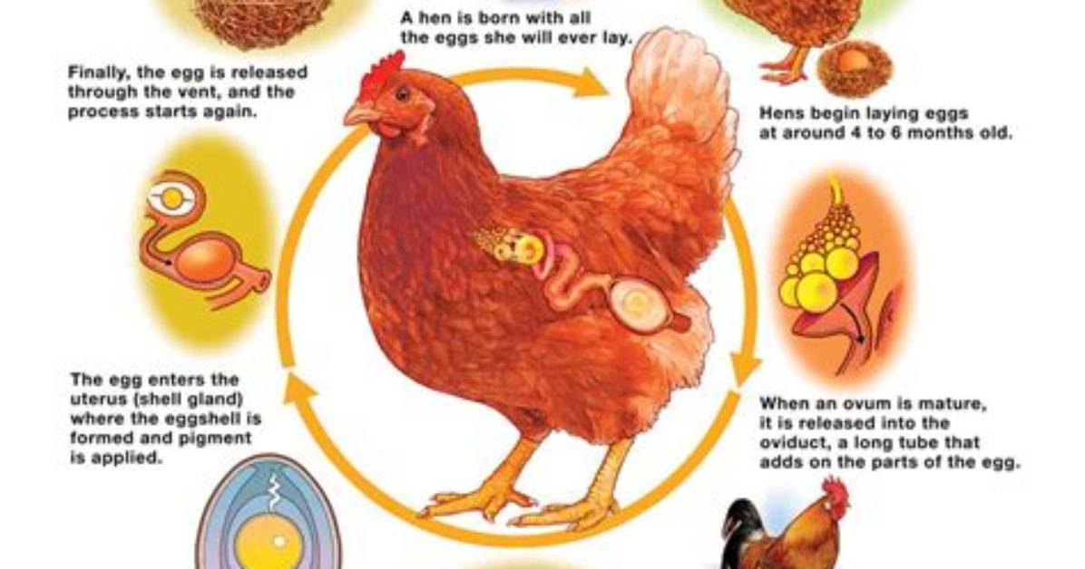 Why Do Chickens Start Brooding?