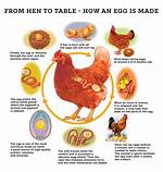 Why Do Chickens Start Brooding?