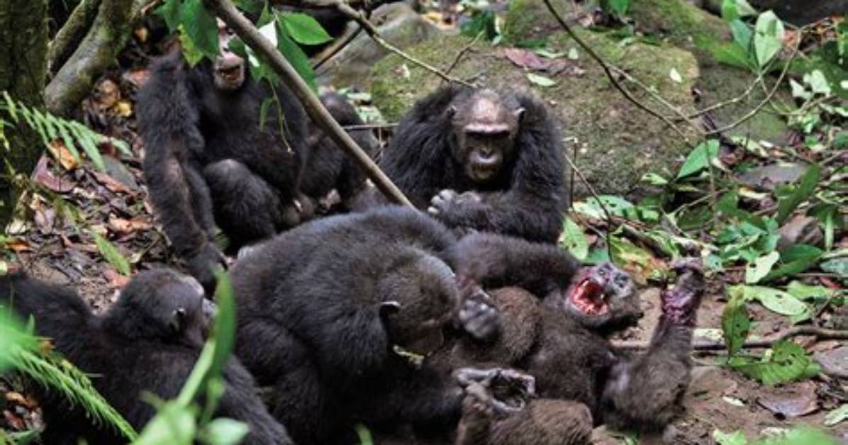 Why Do Chimpanzees Kill