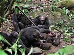 Why Do Chimpanzees Kill