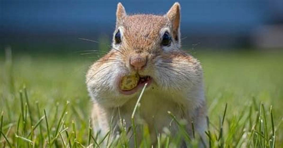 Why Do Chipmunks Stuff Their Cheeks