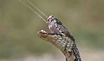 Why Do Cobras Spit?