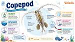 Why Do Copepods Jump?