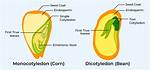 Why Do Cotyledons Shrink?