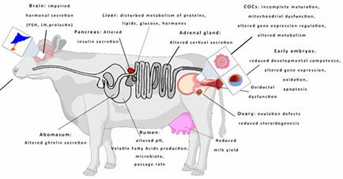 Why Do Cows Get Scours?