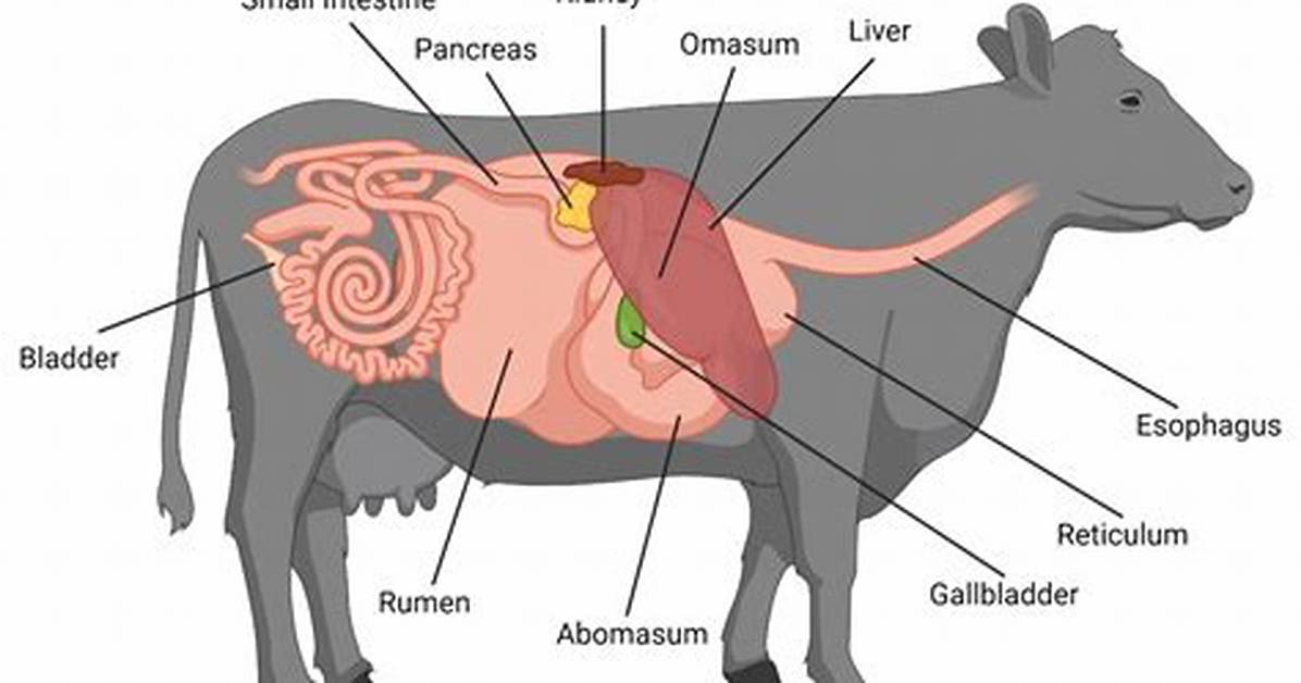 Why Do Cows Ruminate?