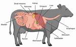 Why Do Cows Ruminate?