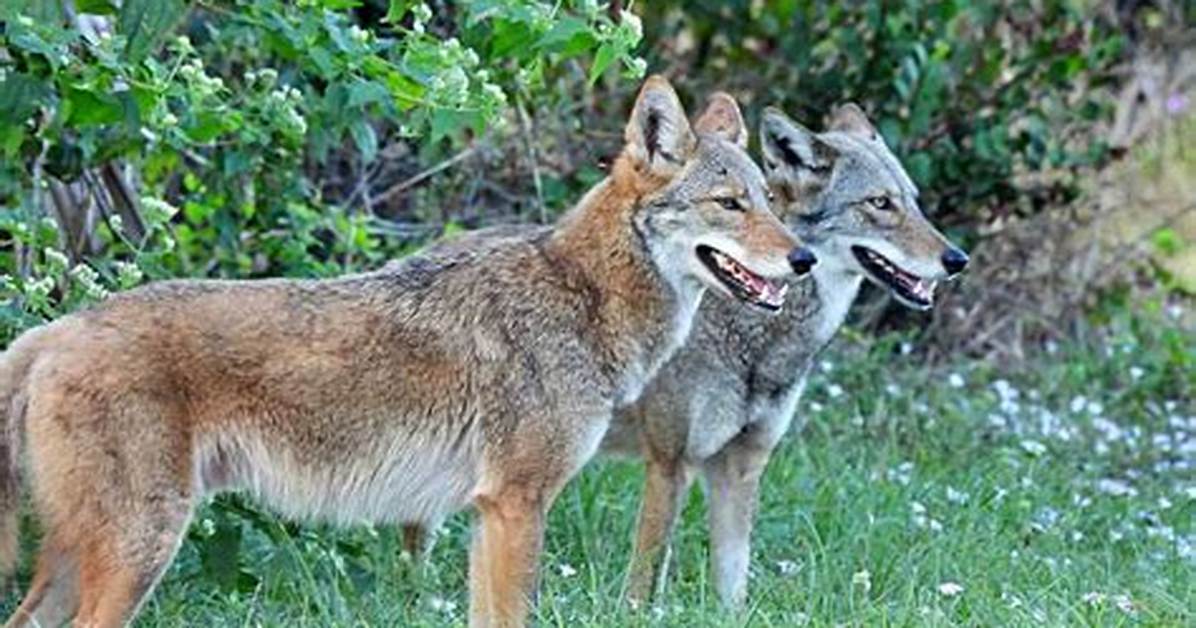 Why Do Coyotes Yap?