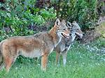Why Do Coyotes Yap?