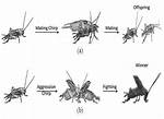 Why Do Crickets Chirp Constantly?